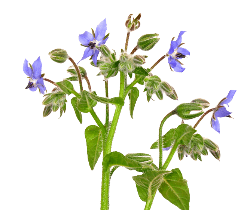 گل گاوزبان (Borage) 
