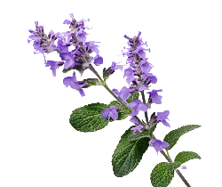 بادرنجبویه (Lemon Balm) 