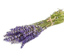 اسطوخودوس (Lavandula) 
