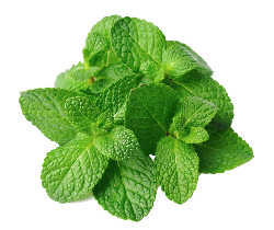 نعناع (mint) 