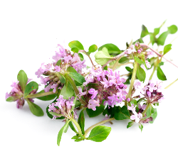 آویشن (Thyme) 