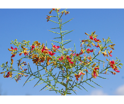 خارشتر (Alhagi maurorum) 