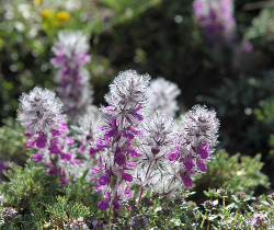 چای کوهی