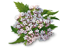 سنبل‌الطیب (Valerian) 