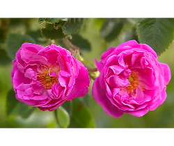 گل محمدی (damask rose) 