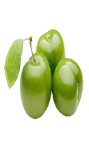 آلوچه (Greengage Plum) 🍈