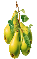 گلابی