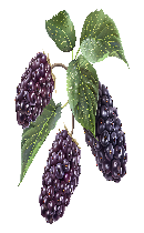 توت (Mulberry)