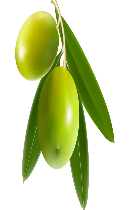 زیتون (Olive) 