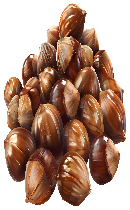 فندق