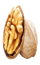گردو