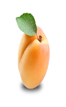 زردآلو (Apricot)