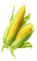 ذرت