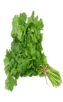 گشنیز