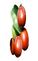 سنجد